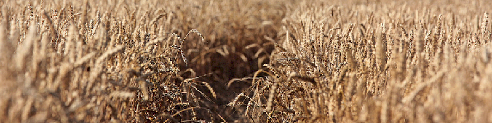 Newsletter Ausgabe 04/2025