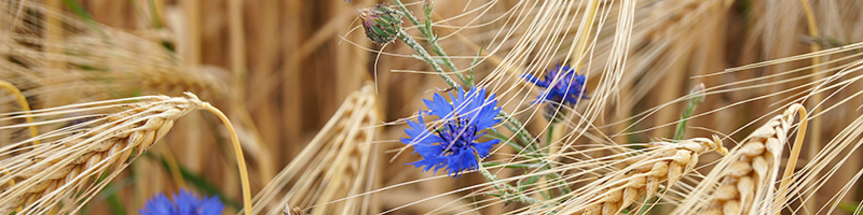 Newsletter Ausgabe 06/2025